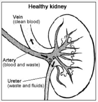 Healthy kidney, preventing diabetes